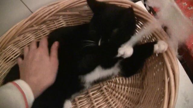 Нежная кошечка подросток- 5 мес. Играет. СПБ (ищет дом) смотреть онлайн