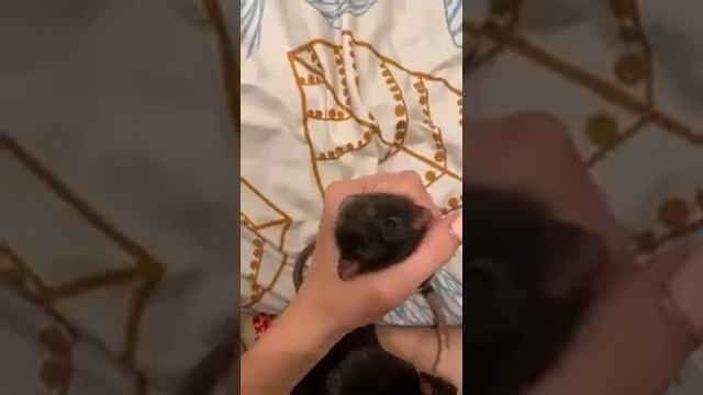 Мышка-сосиска сегодня будет видео как я её нарисую?? смотреть онлайн