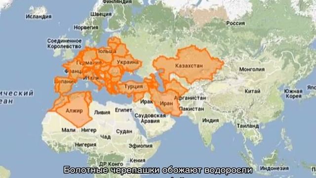 Черепаха болотная — кто такие, чем питаются и как за ними ухаживать смотреть онлайн