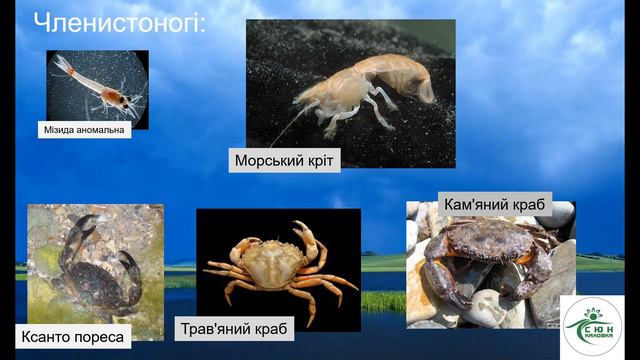 Рослини та тварини Херсонщини занесені до Червоної Книги України смотреть онлайн