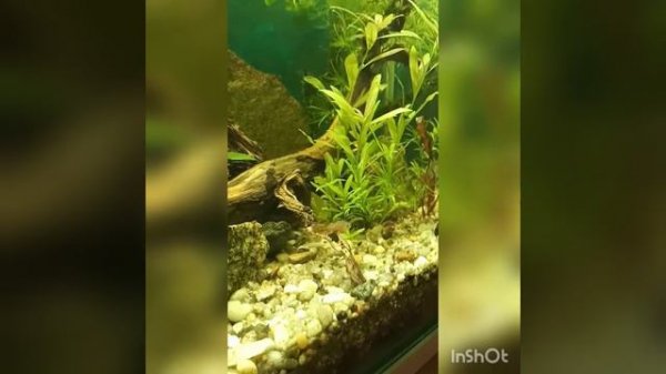 Danio margaritatus.                Микрорасбора Галактика.