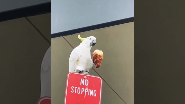 Какаду ест круассан! ПОДПИШИСЬ⬇️ смотреть онлайн