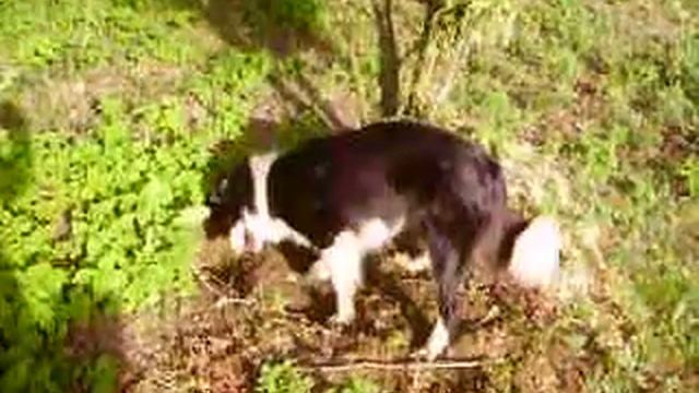 Border Collie ou Fox Terrier ? смотреть онлайн
