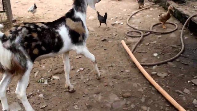 Badsha patern gujri goat Jodhi body weight 35 37 kg demand 28000 смотреть онлайн