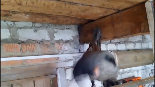 Гоша в гостях у Лёши смотреть онлайн