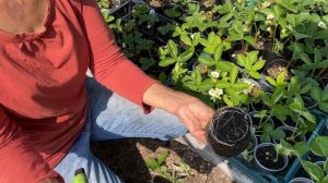 Элитные саженцы клубники с шикарной корневой  Готовим к продаже