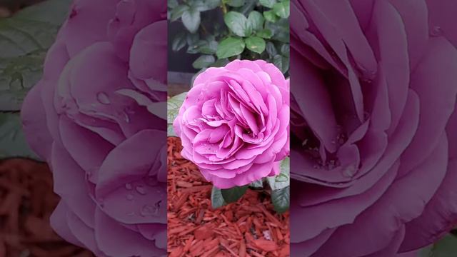 First Year Plum Perfect Rose, Vigorous and Healthy смотреть онлайн