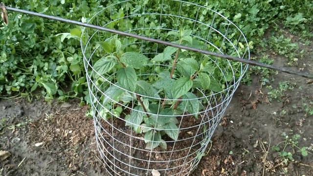 Ждём цветения.... смотреть онлайн