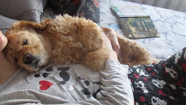 До встречи в новом 2023 году.#животные #кокерляля #dog смотреть онлайн