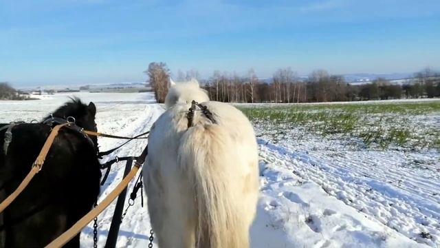 Воскресный VLOG. Зима продолжается. Поехали кататься на санях, запряжённых лошадьми. смотреть онлайн
