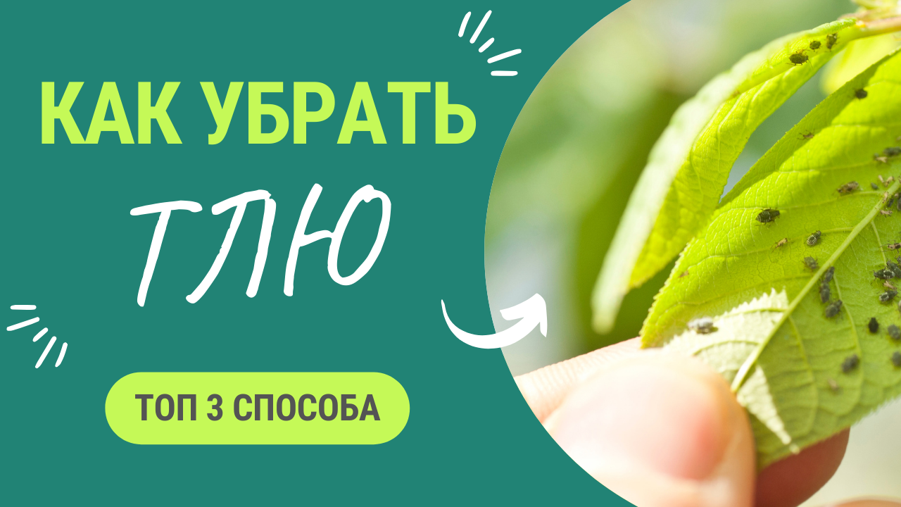 Как избавиться от тли? 3 проверенных способа смотреть онлайн