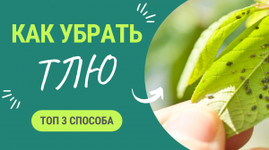Как избавиться от тли? 3 проверенных способа