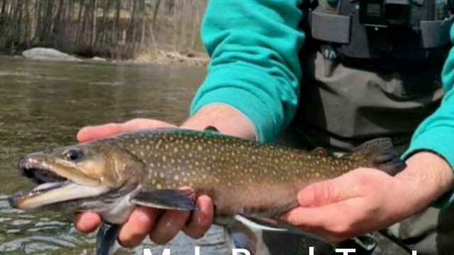 1 Quick Way 2 Identify Trout (Male /Female) смотреть онлайн
