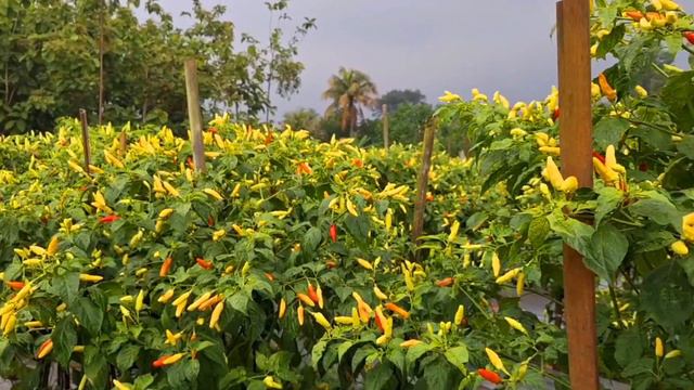 LUAR BIASA ❗️PEMULA SUKSES TANAM CABE KALIBER - ORI 212 смотреть онлайн