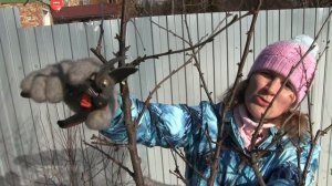 Правильная ОБРЕЗКА ВИШНИ ВЕСНОЙ