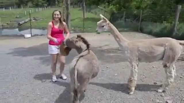 Most Jealous Donkey I Have Seen смотреть онлайн