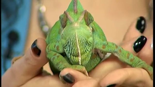 ХАМЕЛЕОН - Самые Интересные Факты О Хамелеонах/ЕТВ смотреть онлайн