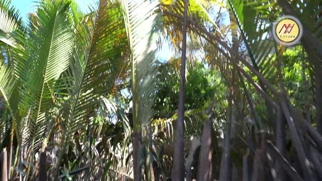 Вьетнам смотреть онлайн