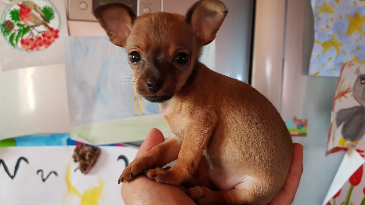 НАША МАЛЕНЬКАЯ СОБАЧКА РУССКИЙ ТОЙ смотреть онлайн