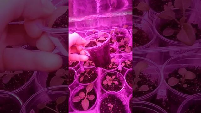 Петунии месяц 07.02.2019г. от посева 06.01.2019г. смотреть онлайн