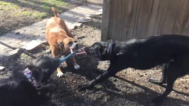 3 dog tug-o-war. смотреть онлайн
