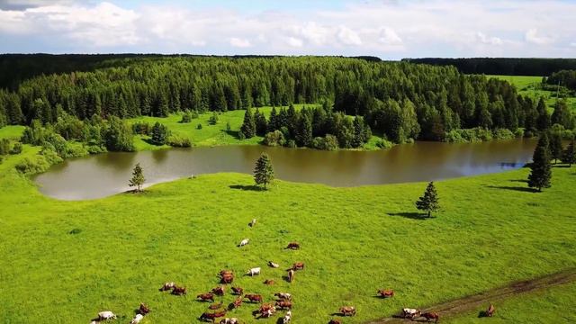 Музыка лечит сердце и сосуды смотреть онлайн