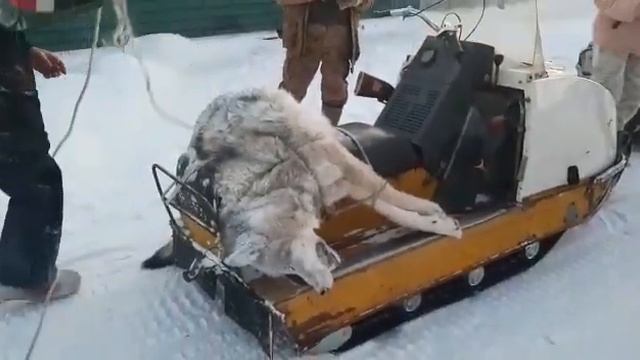 Добыли матерого волка