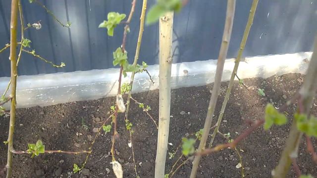 Верба козяча Кілмарнок плакуча на штамбі Обрізка 2021 . смотреть онлайн