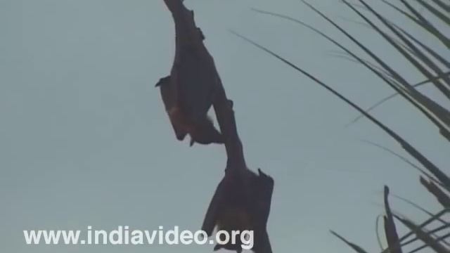 Indian Flying Fox, Bat, Pteropus giganteus, Nature, Wildlife, Video, Suresh Elamon смотреть онлайн