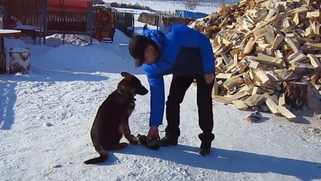 Обучаю, псу 5 месяцев смотреть онлайн