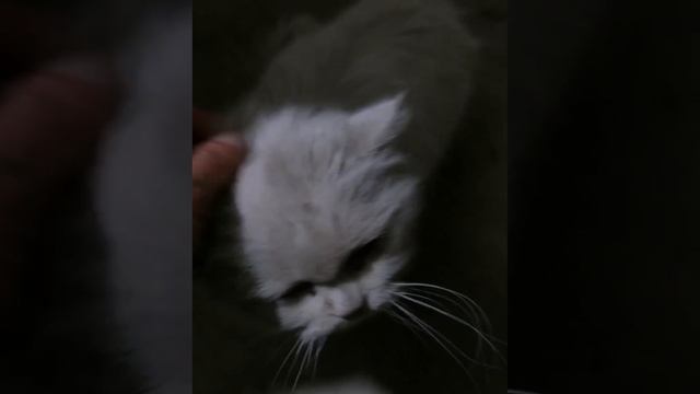 VID_20230209_183957_651.mp4