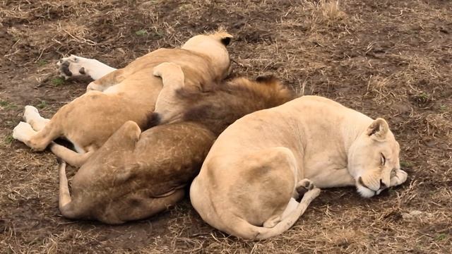 Казанова так уютно пристроился) Тайган смотреть онлайн