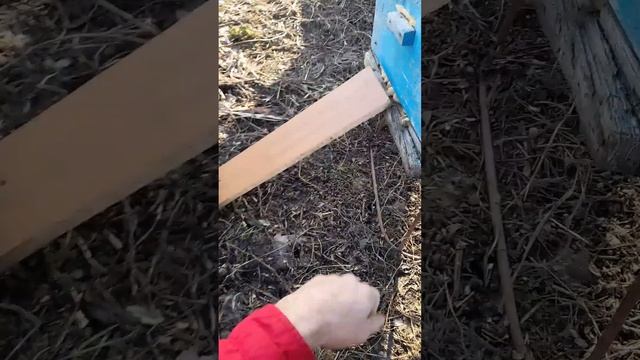 Ошибка которая стоила мне 8 ульев|| FARST NUAR смотреть онлайн