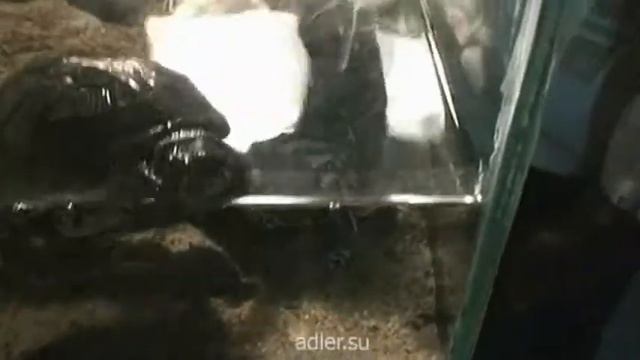 Самый большой океанариум в России - океанариум в Адлере смотреть онлайн