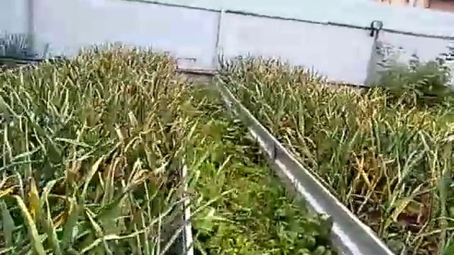 Грядки 36 см ЕвроОгород сравнение смотреть онлайн