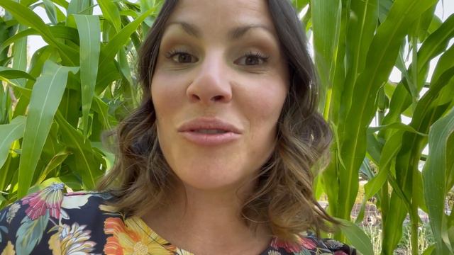 Tutorial: How To Harvest, Dry, and Use Lavender 💜 смотреть онлайн