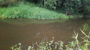 Рыбалка на спиннинг на микроречке в псковской области.