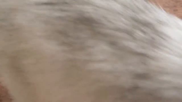 Кошка породы длинношёрстная британская! смотреть онлайн