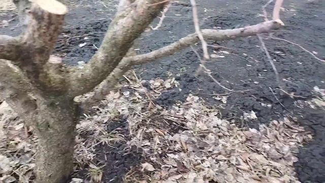 Абрикосы,на подвое абрикоса Р.Ф. смотреть онлайн