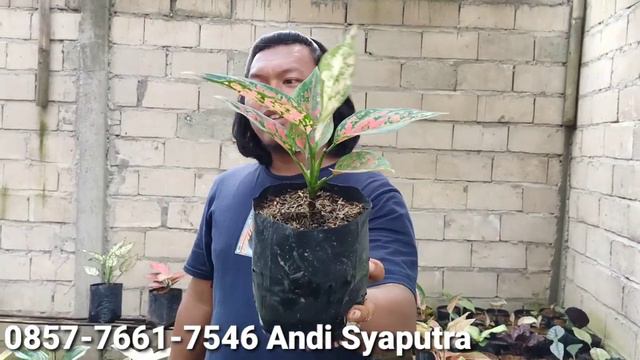 OBRAL AGLONEMA BOM BASTIS HARGA TERLANJUR MURAH DIOBRAL SANGAT MURAH смотреть онлайн