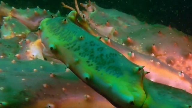 Танец любви крабов на дне море попал на видео смотреть онлайн