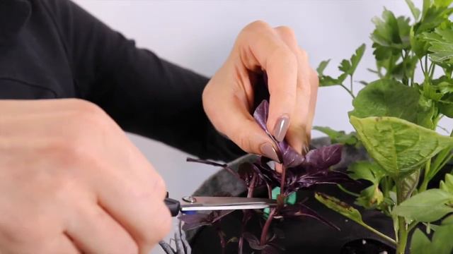 How To Harvest Purple Basil смотреть онлайн