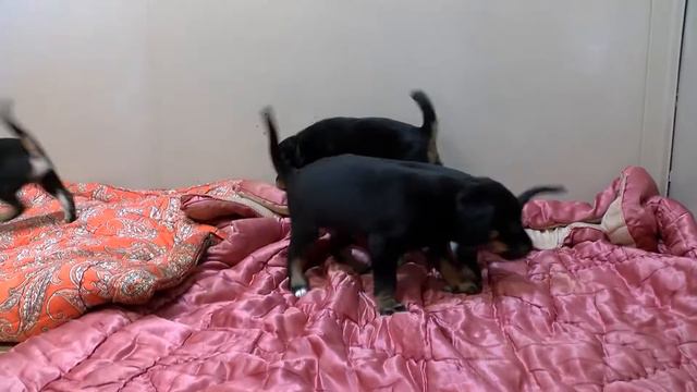 В Даугавпилсский приют для животных доставили сразу две семьи со щенками смотреть онлайн