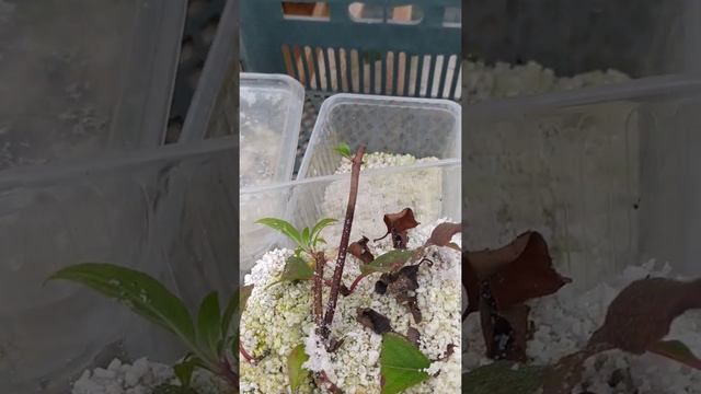 Когда лучше черенковать? Результат позднелетнего черенкования гортензии смотреть онлайн