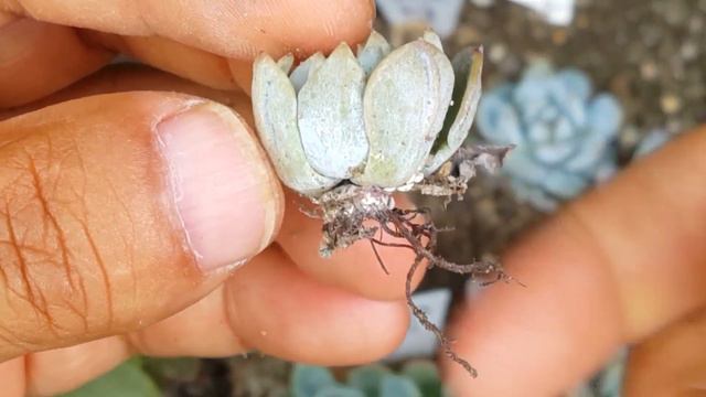 다육이가 자라지 않을때는 이렇게 하세요!!! 병든 다육식물 살리는 방법. ; Succulents ; Suculentas ; 多肉植物