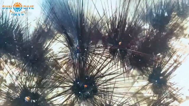 Как размножаются морские ежики смотреть онлайн