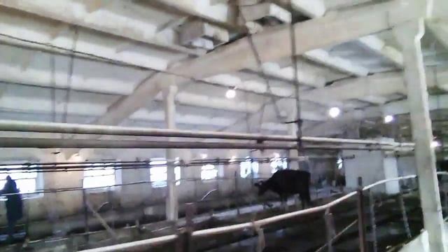 побелка коровников известью смотреть онлайн