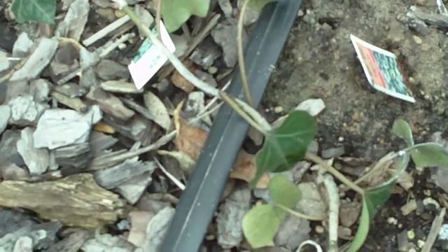 Hedera Helix 常春藤