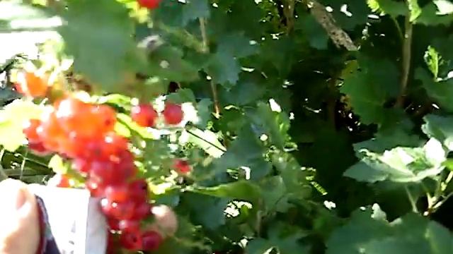 Сорт смородины голандская красная смотреть онлайн