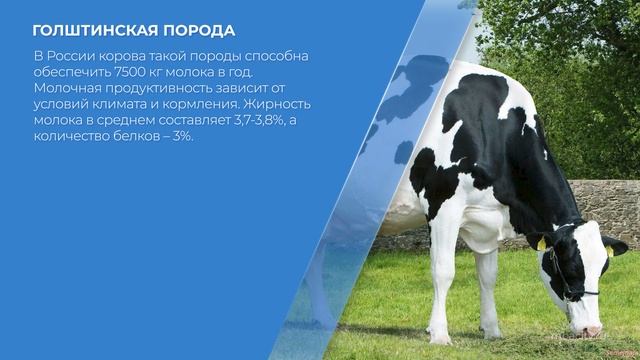 Курс обучения "Зоотехния" - 12 секретов выбора молочных коров смотреть онлайн